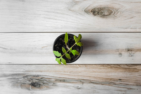 A young tomato seedling in a pot on a wooden background. view from above.の写真素材