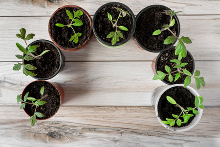 A young tomato seedlings in a pot on a wooden background. view from above.の写真素材