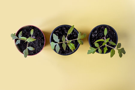 Tomato seedlings in pots on a white background. flatly.の写真素材