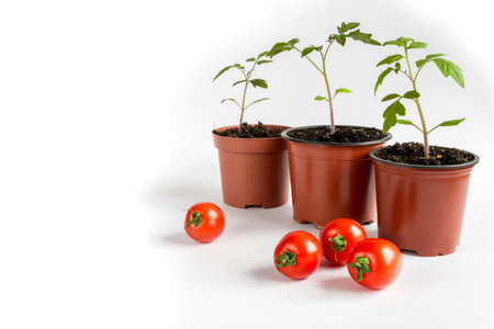 Tomato seedlings in a pot and tomato fruits on a white background. Space for text.の写真素材