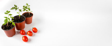 Tomato seedlings in a pot and tomato fruits on a white background. Banner. Space for text.の写真素材
