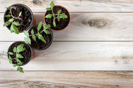 Tomato seedlings in pots. Space for text. flatly.の写真素材