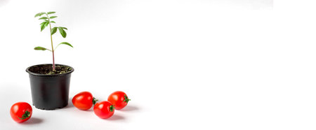 Tomato seedlings in a pot and tomato fruits on a white background. Banner. Space for text.の写真素材