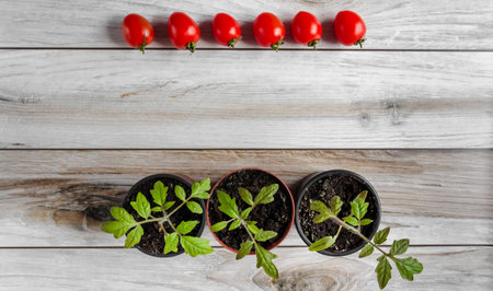Tomato seedlings in a pot and tomato fruits on a wood background. Space for text. flatly.の写真素材