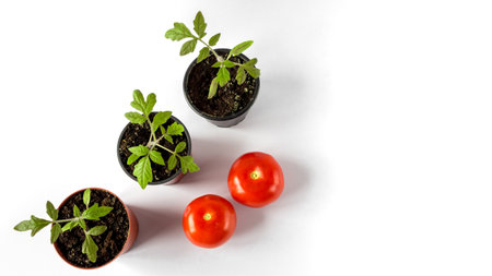 Tomato seedlings in a pot and tomato fruits on a white background. Space for text.の写真素材