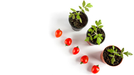 Tomato seedlings in a pot and tomato fruits on a white background. Space for text.の写真素材
