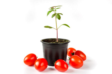 Tomato seedlings in a pot and tomato fruits on a white background. agriculture concept.の写真素材