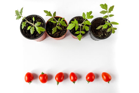 Tomato seedlings in a pot and tomato fruits on a white background. Space for text.の写真素材