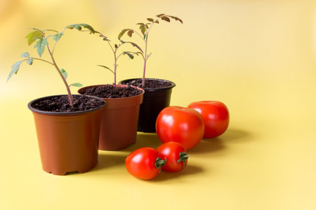 Tomato seedlings in a pot and tomato fruits on a yellow background. agriculture concept.の写真素材