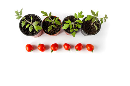 Tomato seedlings in a pot and tomato fruits on a white background. Space for text.の写真素材