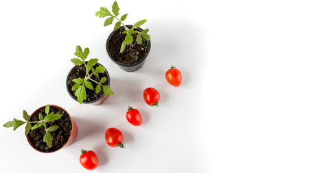 Tomato seedlings in a pot and tomato fruits on a white background. Space for text.の写真素材