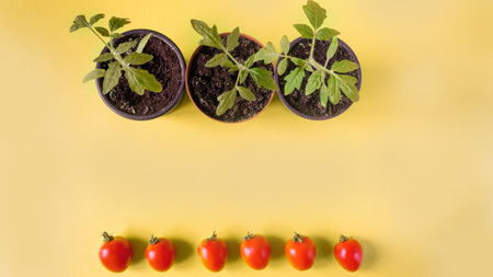 Tomato seedlings in a pot and tomato fruits on a yellow background. Space for text. flatly.の写真素材