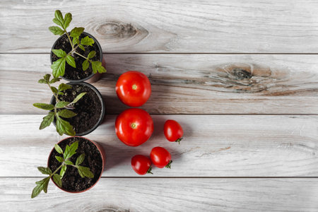 Tomato seedlings in a pot and tomato fruits on a wood background. Space for text. flatly.の写真素材