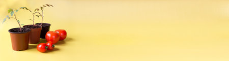 Tomato seedlings in a pot and tomato fruits on a yellow background. Banner. Space for text.の写真素材