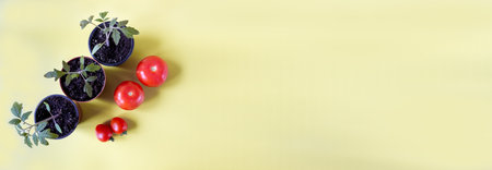 Tomato seedlings in a pot and tomato fruits on a yellow background. Banner. Space for text. flatly.の写真素材