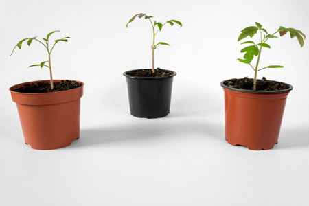 Tomato seedlings in pots on a white background. Space for text.の写真素材