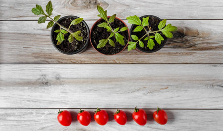 Tomato seedlings in a pot and tomato fruits on a wood background. Space for text. flatly.の写真素材