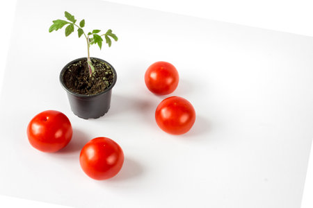 Tomato seedlings in a pot and tomato fruits on a white background. Space for text.の写真素材