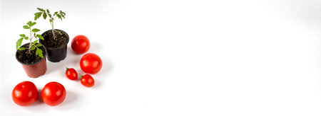 Tomato seedlings in a pot and tomato fruits on a white background. Banner. Space for text.の写真素材