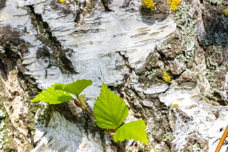 Green leaves on a birch bark.の写真素材