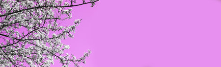 Branches of cherry blossoms on a blue background. Banner. selective focus. Space for text.の写真素材