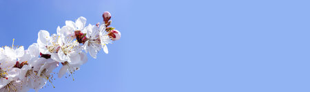 Branches of cherry blossoms on a blue background. Banner. selective focus. Space for text.の写真素材