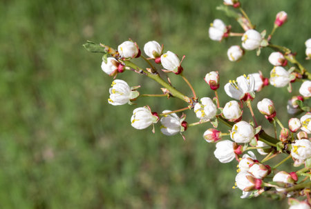 A branch of white cherry on a flowering green background. spring mood.の写真素材