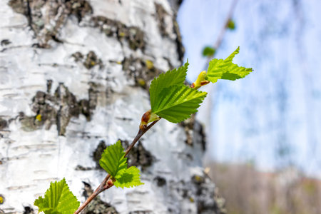 Green leaves on a birch bark.の写真素材