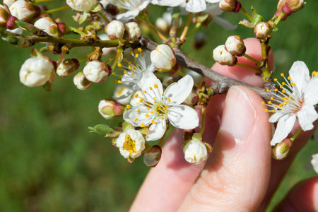 The hand holds a branch with cherry blossoms. spring mood.の写真素材