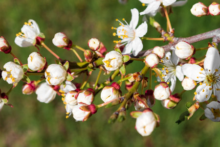 A branch of white cherry on a flowering green background. spring mood.の写真素材