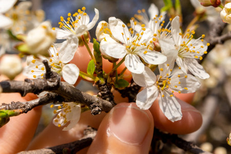 The hand holds a branch with cherry blossoms. spring mood.の写真素材