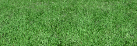 A banner made of green grass. copyspace.の写真素材
