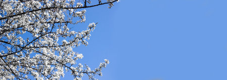 Branches of cherry blossoms on a blue background. Banner. selective focus. Space for text.の写真素材