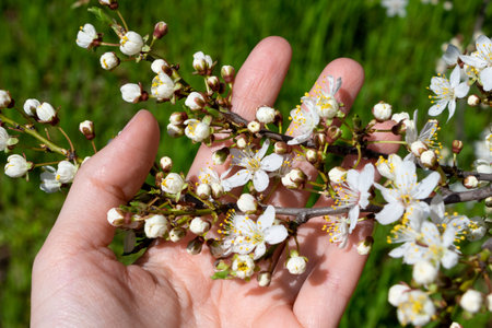 The hand holds a branch with cherry blossoms. spring mood.の写真素材