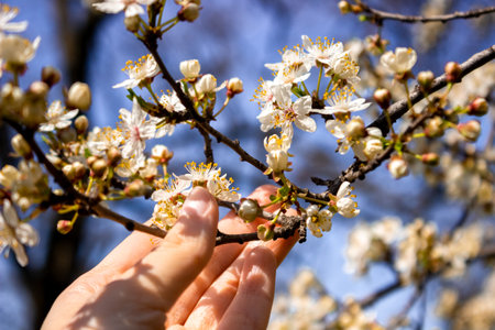 The hand holds a branch with cherry blossoms. spring mood.の写真素材