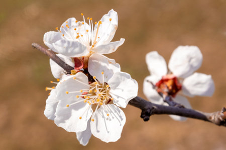 A branch of white cherry on a brown background. spring mood.の写真素材