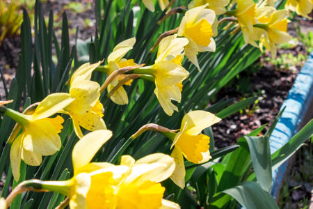 A flowerbed of yellow flowers of narcisos. spring mood.の写真素材