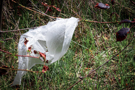 Thrown a cellophane bag on the grass. The concept of environmental pollution with garbage and household waste disposal.の写真素材