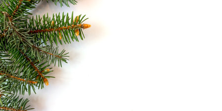 Spruce branches on a white background. Holiday banner, postcard, invitation. The concept of New Year and Christmas. copyspace.の写真素材