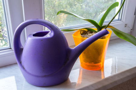 Orchid in a pot on a window with watering can. Phalaenopsis houseplant care. Growing flowers at home.の写真素材