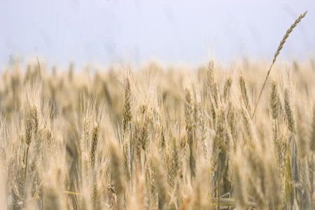 The ears of wheat in the field. The concept of agriculture. grain crop.の写真素材