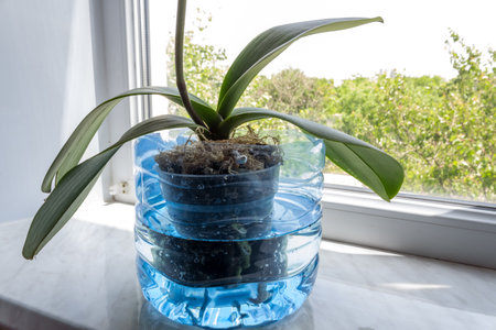 The orchid in the water tank is imbued with moisture on the window. Phalaenopsis houseplant care. Growing flowers at home.の写真素材