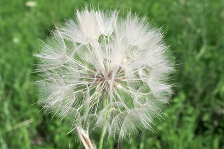 White dendelion growing in nature on green background.の写真素材