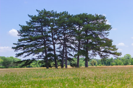 Pines in the Ascania Nova National Wildlife Refuge. Ukraine.の写真素材