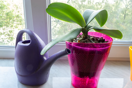 Orchid in a pot on a window with watering can. Phalaenopsis houseplant care. Growing flowers at home.の写真素材