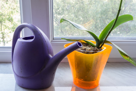 Orchid in a pot on a window with watering can. Phalaenopsis houseplant care. Growing flowers at home.の写真素材