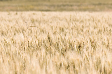 The ears of wheat in the field. The concept of agriculture. grain crop.の写真素材