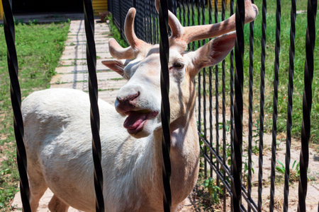 A white deer at the zoo. Ascania Nova Reserve. Ukraine.の写真素材