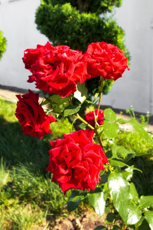 A bush of blooming bright red roses. greeting card. desktop screen saver.の写真素材