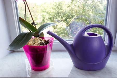 Orchid in a pot on a window with watering can. Phalaenopsis houseplant care. Growing flowers at home.の写真素材